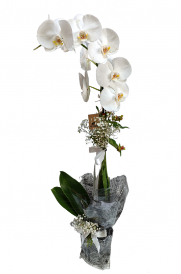 Tek Dal Beyaz Orkide 