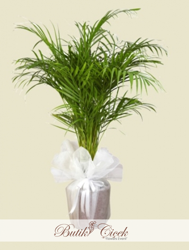 Areca Bitkisi 