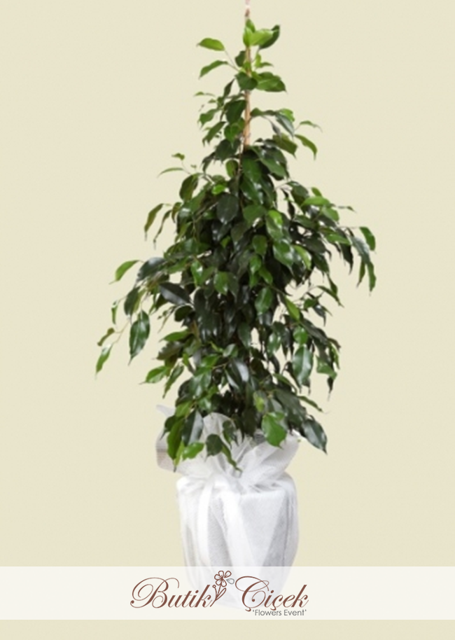 Ficus Benjamin Çiçeği