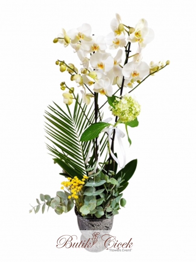 Beyaz Orkide Çiçeği ( Çift Dal )