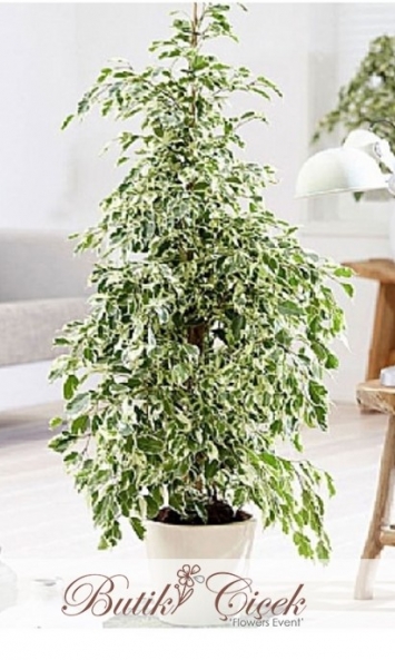 Ficus Benjamin Starlight