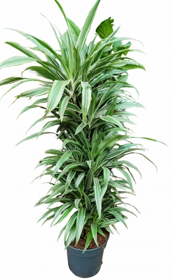 Dracaena Deremensis